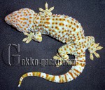 0.1G.gecko.3-21