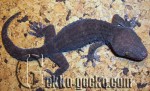 0.1G.gecko.36-20