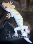 0.1G.gecko.39-20