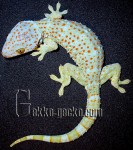 0.1G.gecko.41-20