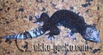 0.1G.gecko.45-20