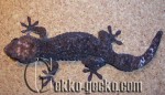 0.1G.gecko.48-20