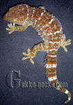 0.1G.gecko.51-20