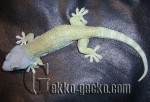 0.1G.gecko.52-