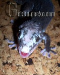 0.1G.gecko 46-20