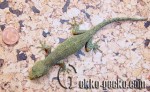 0.1Gekko yakuensis-0-20