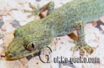 0.1Gekko yakuensis-1-20