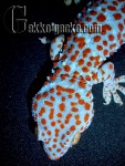 1.0G.gecko.19-20