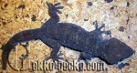 1.0G.gecko.20-20