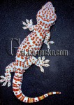 1.0G.gecko.61-20