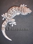 1.0G.gecko 19-20