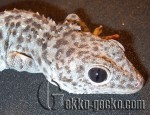 1.0G.gecko 20-20