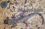1.0G.lauhachindai.1-20