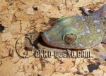 1.0G.lauhachindai.3-20