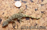 1.0Gekko tawaensis-1-20