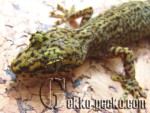 1.0Gekko yakuensis-1-20