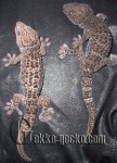 2.0G.gecko.13-21