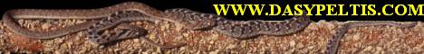 Dasypeltis_com-468x60