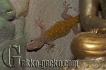 Gekko.petricolus.1-20