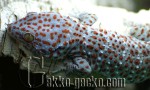Gekko_gecko-M1-20