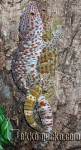 Gekko_gecko-Paarung-20