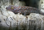 Gekko_gecko_2-20