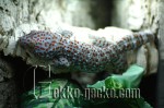 Gekko_gecko_6-20