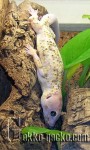 Gekko_gecko_Calico-20