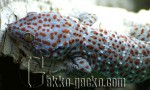 Gekko_gecko_M1-20