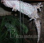 Gekko_gecko_M_juv-20