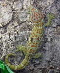 Gekko_gecko_W-20