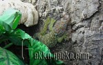 Gekko_green-1440a-21