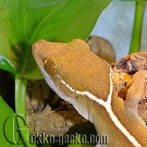 Gekko_vittatus_2-20