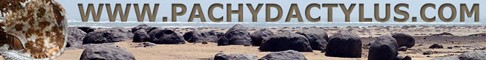 Pachydactylus.com